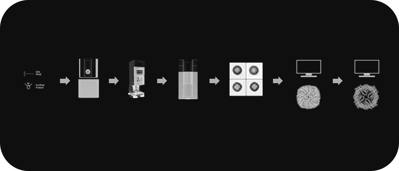 Cryo-EM SPA Workflow